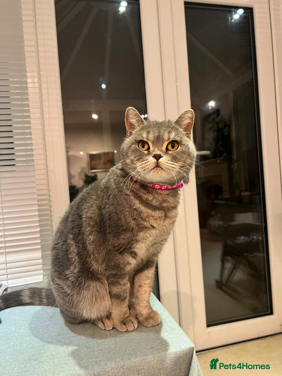 British Shorthair cats for sale: Stunning British shot hair - Advert 1