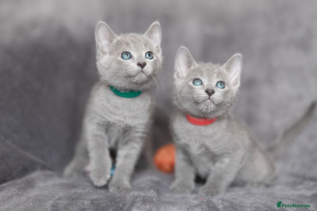 Russian Blue cats TICA Reg Boutique Russian Blue Kittens  - Advert 7