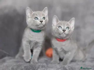 Russian Blue cats TICA Reg Boutique Russian Blue Kittens - Advert 7