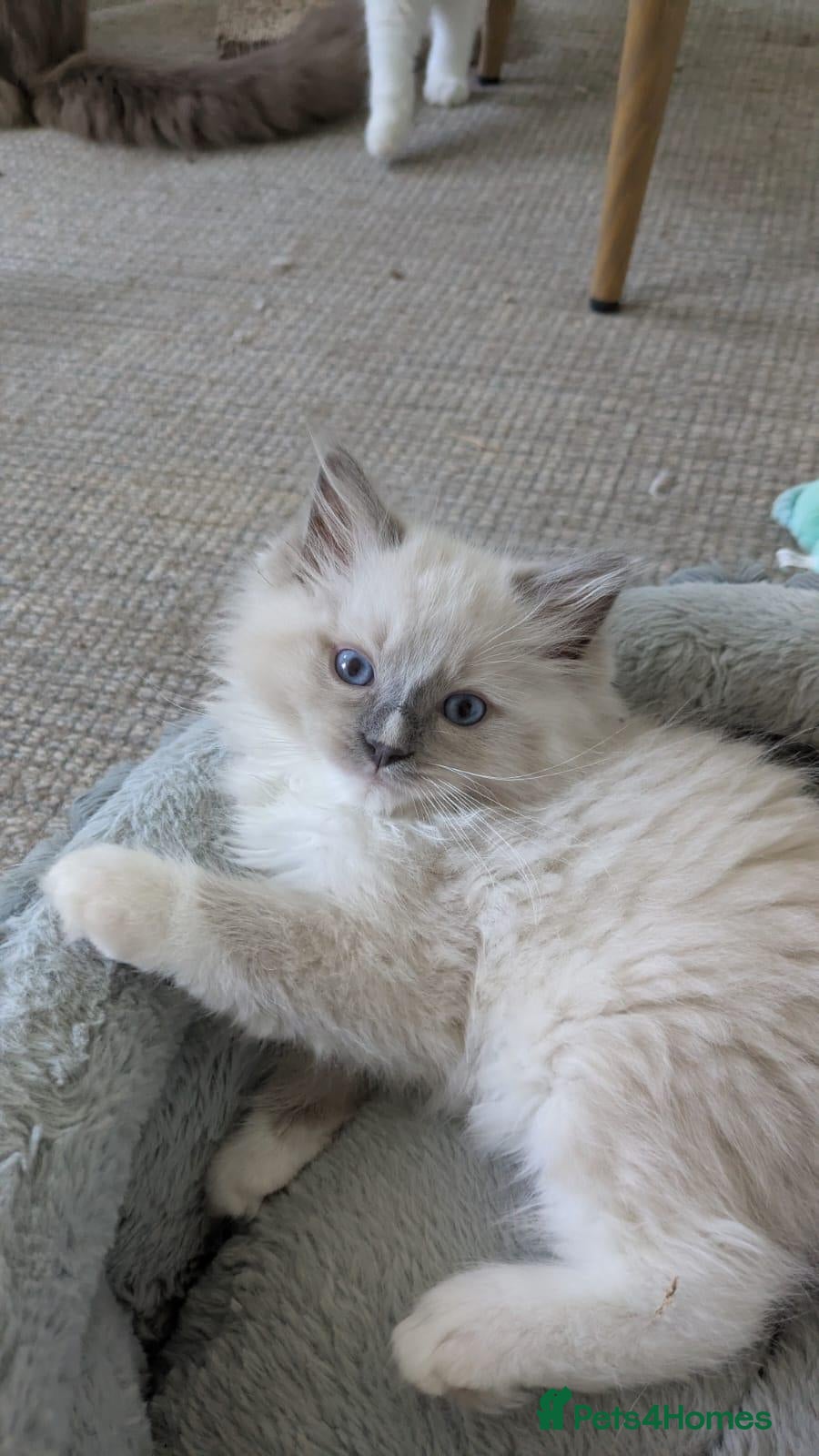 Ragdoll cats Traditional & Cherubim Ragdoll Kittens -  TICA - Advert 1