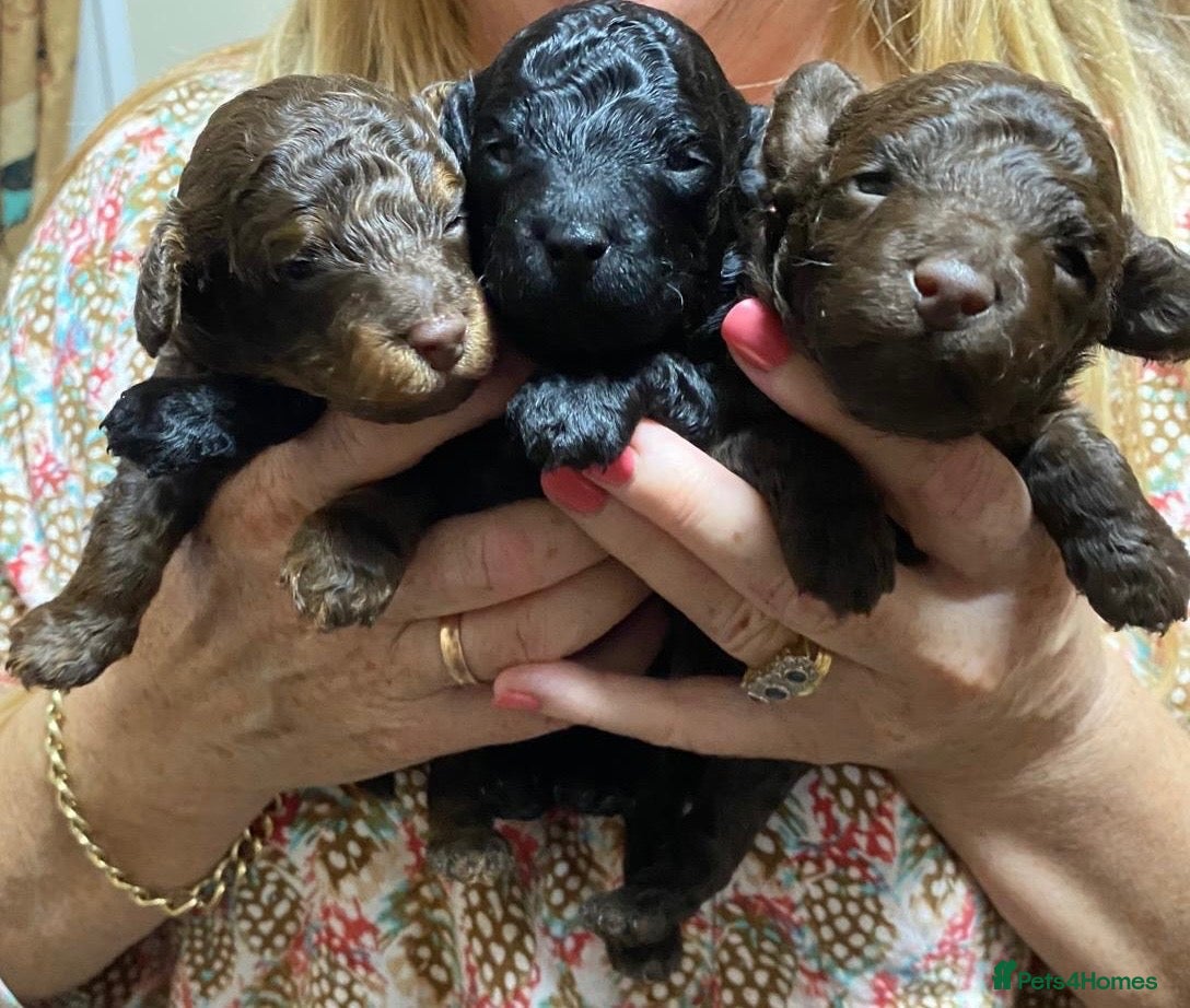 Toy Poodle dogs 3 stunning toy poodle pups KC registered  - Advert 2
