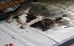 Miniature Schnauzer dogs for sale: KC Reg BVA MAC clear Miniature schnauzer  - Image 9