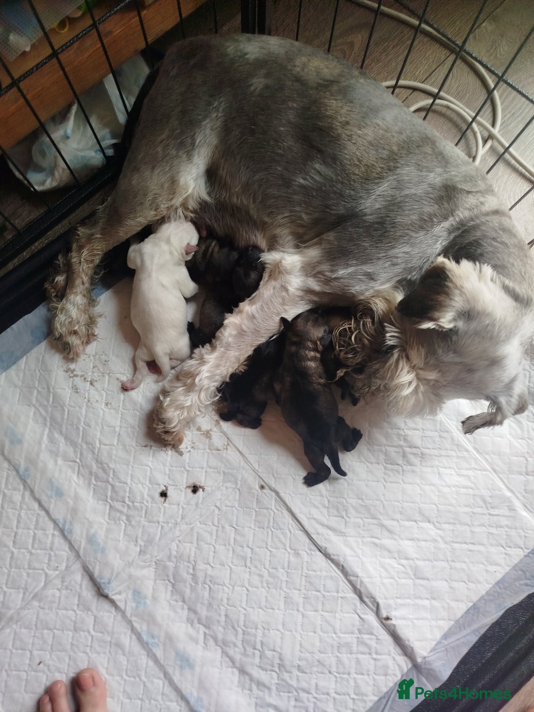 Miniature Schnauzer dogs for sale: KC Reg BVA MAC clear Miniature schnauzer  - Image 9