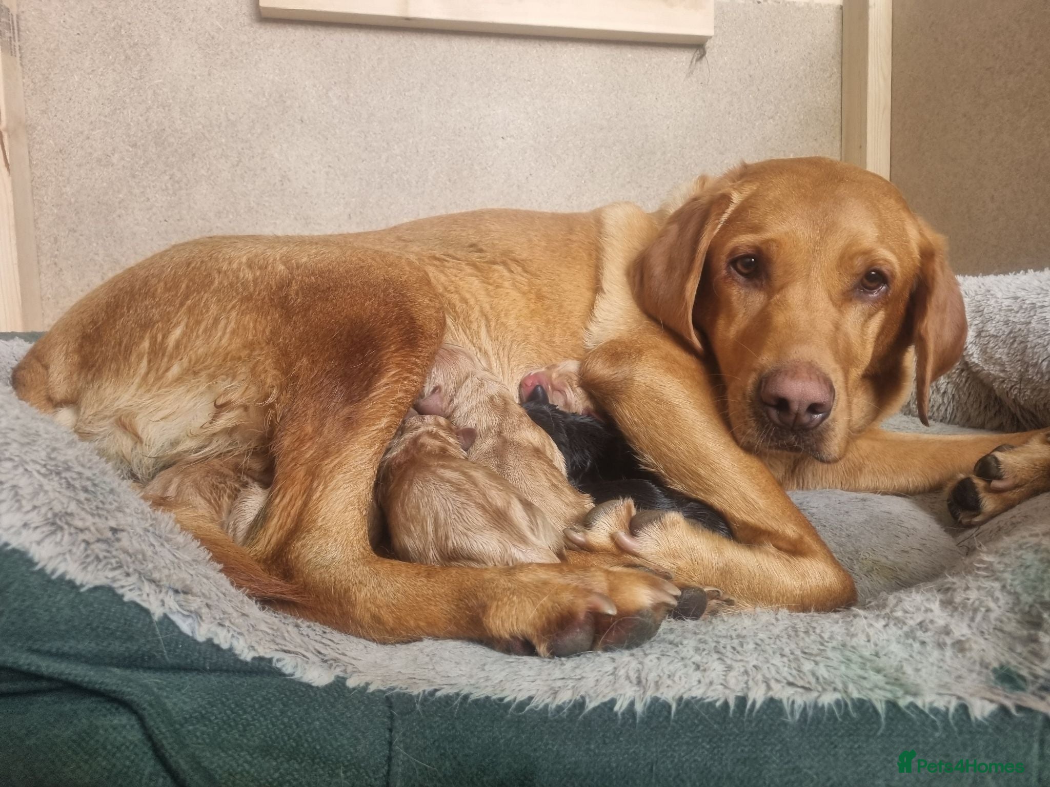 Labrador Retriever dogs KC Registered Labradors  - Advert 2