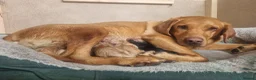 Labrador Retriever dogs for sale: KC Registered Labradors  - Advert 2