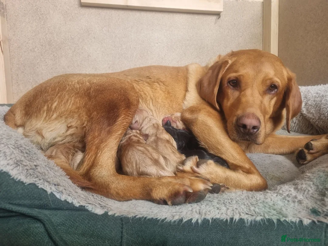 Labrador Retriever dogs for sale: KC Registered Labradors  - Advert 2
