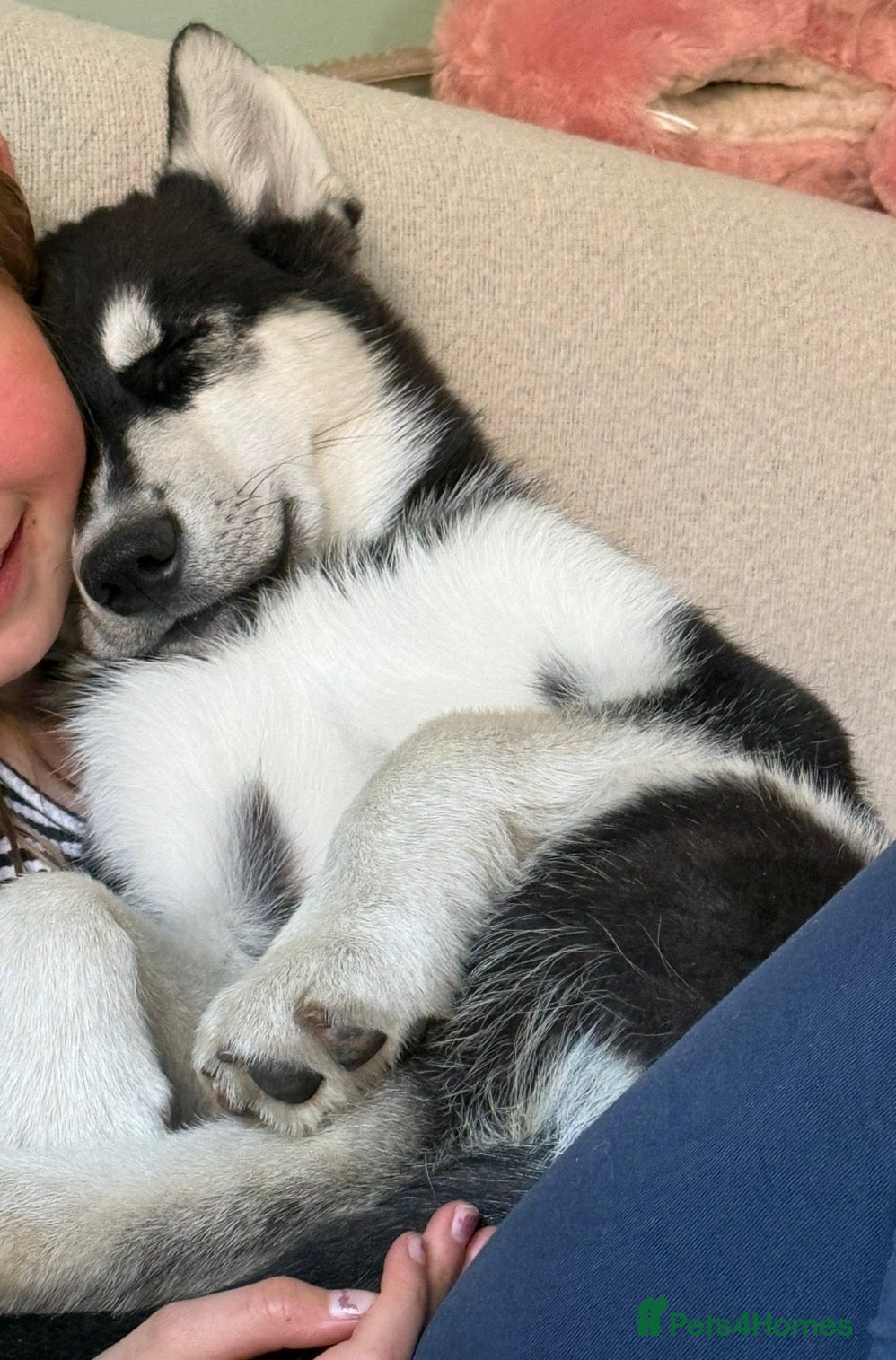 Siberian Husky dogs Our last Siberian husky ♥️ - Advert 1