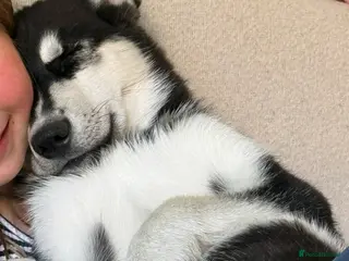 Siberian Husky dogs Our last Siberian husky ♥️ - Advert 4