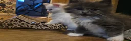Maine Coon cats for sale: Poly litter of mainecoon/ragdoll - Advert 10