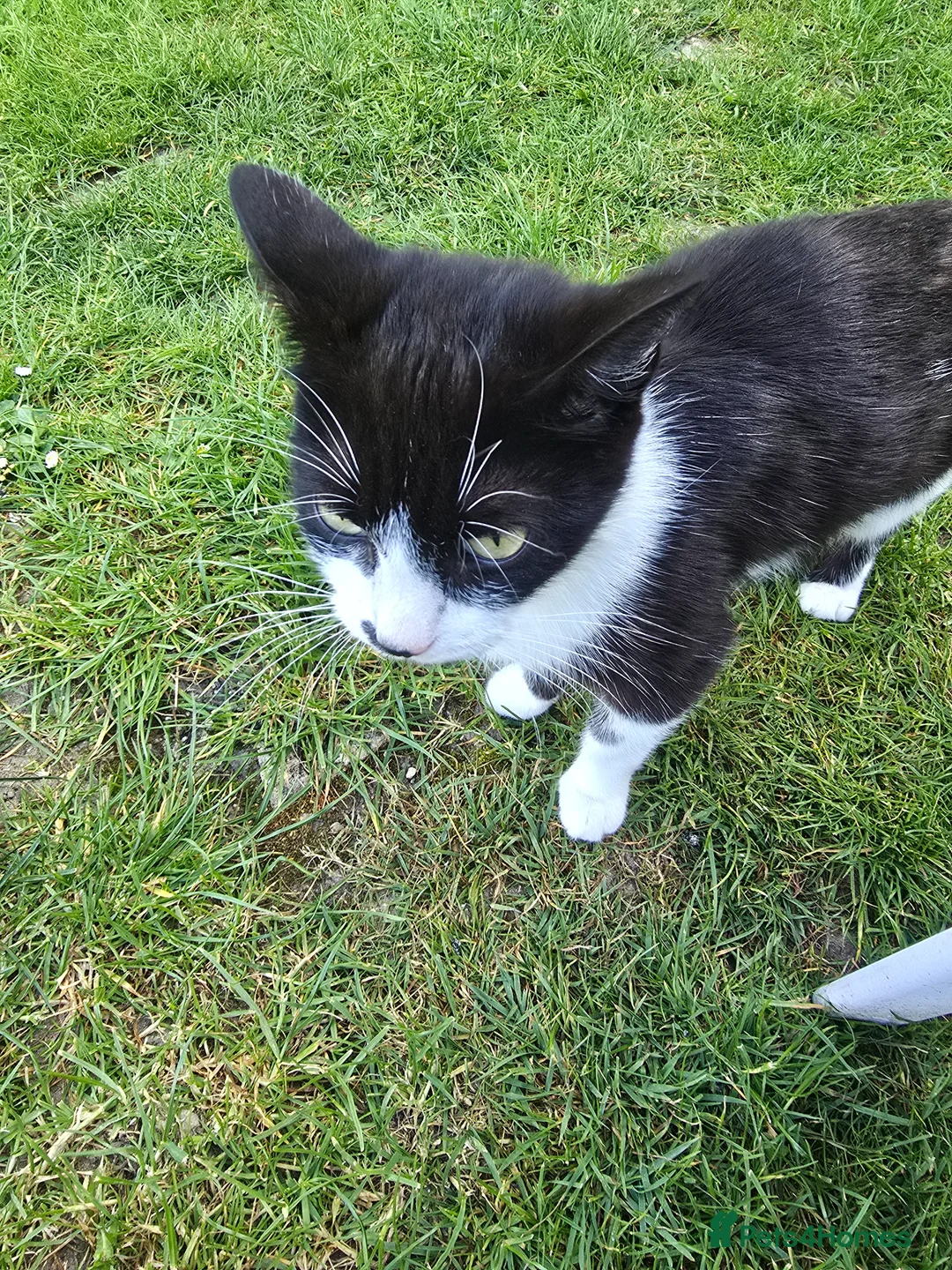 Mixed Breed cats for sale: 5 beautiful kittens - Advert 6