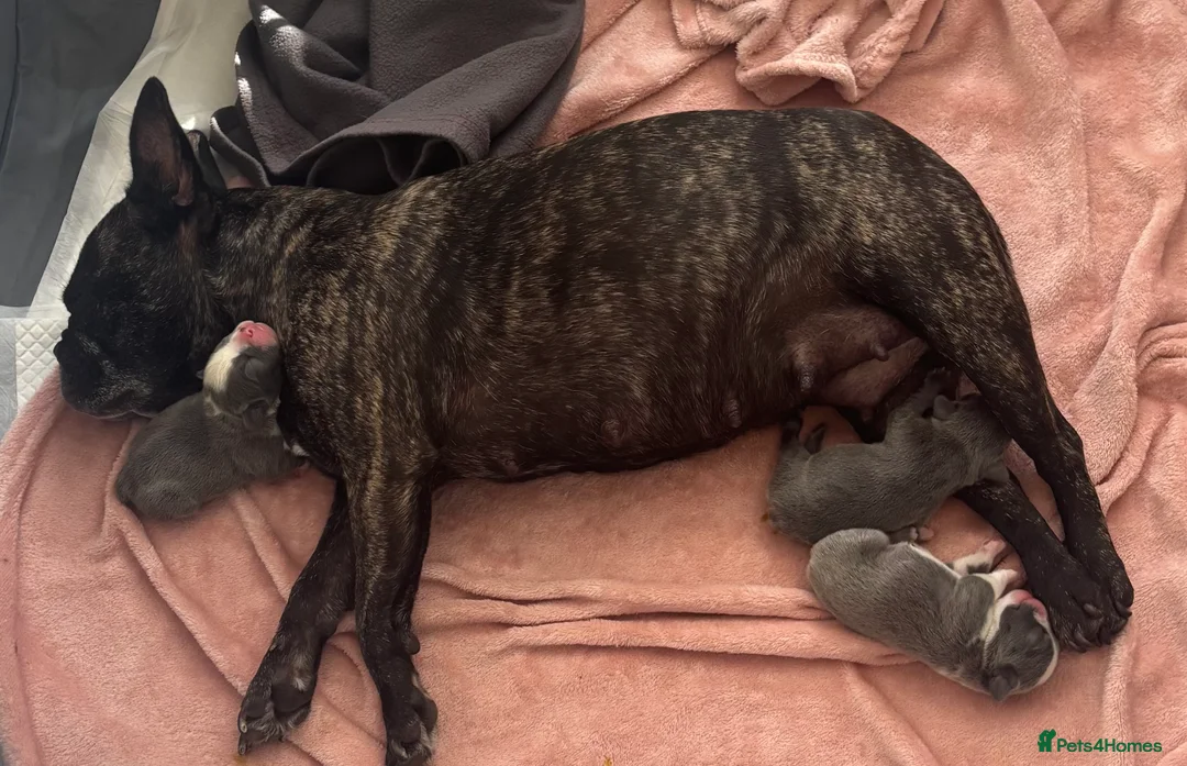 French Bulldog dogs for sale: French bulldog in Basingstoke - Advert 2