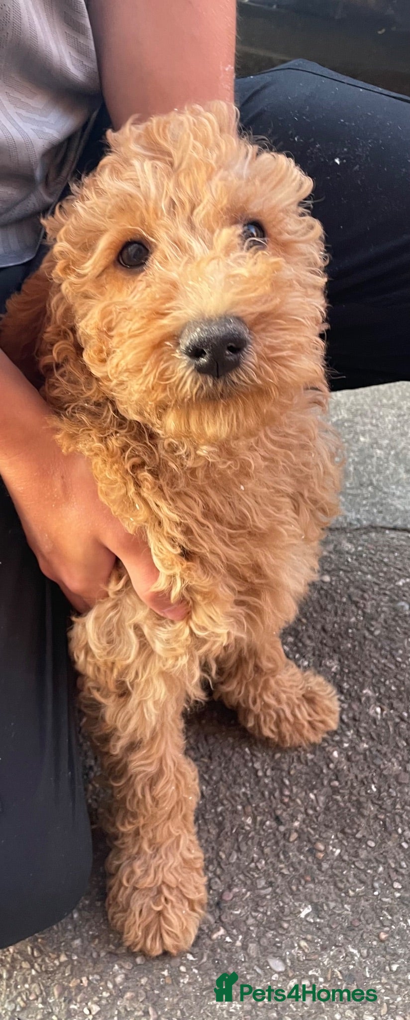 Mini Goldendoodle dogs Goldendoodle puppies  - Advert 2