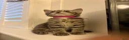 Ragdoll cats for sale: Ragdoll mix kittens  - Advert 15