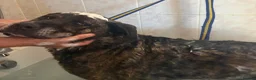 Mixed Breed dogs for adoption: Boris -Norwich Norfolk  - Advert 11