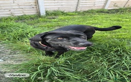 Mixed Breed dogs for adoption: Kristen, 1 yr approx. Available for adoption. in Brixham - Image 20