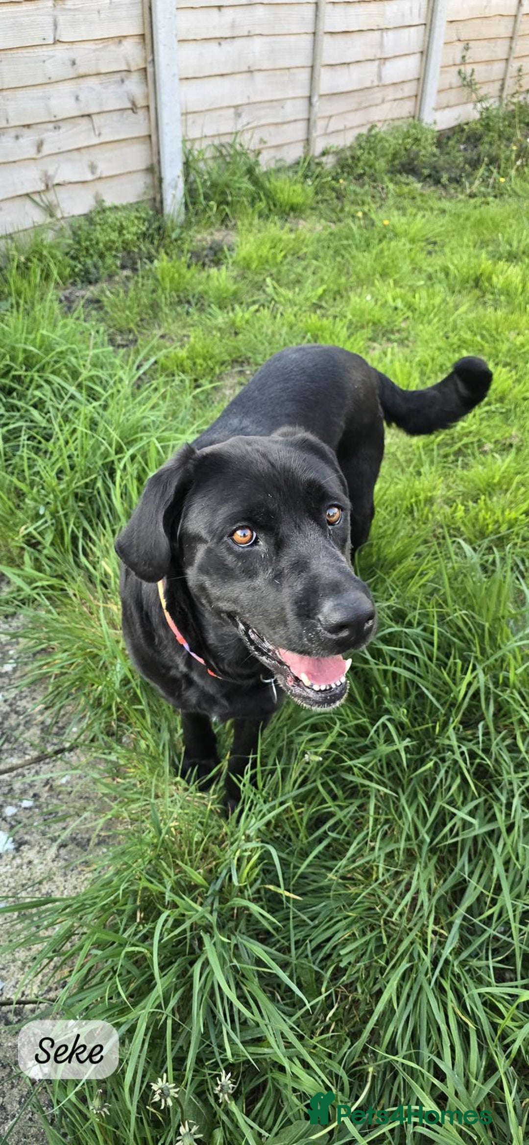 Mixed Breed dogs for adoption: Kristen, 1 yr approx. Available for adoption. in Brixham - Image 20