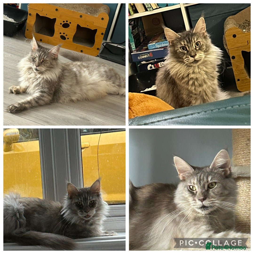 Maine Coon cats for sale: Active Maine Coon Breeding Queen - Image 2