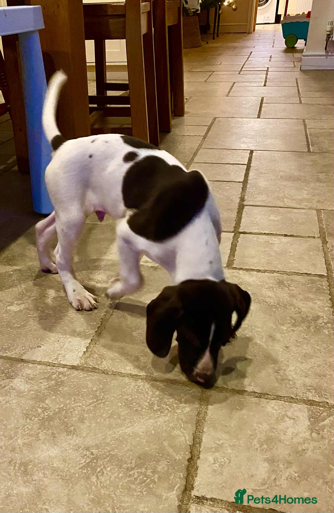 German Shorthaired Pointer dogs for sale: ⭐ 6 adorable German shorthaired pointer puppies ⭐️ - Advert 27