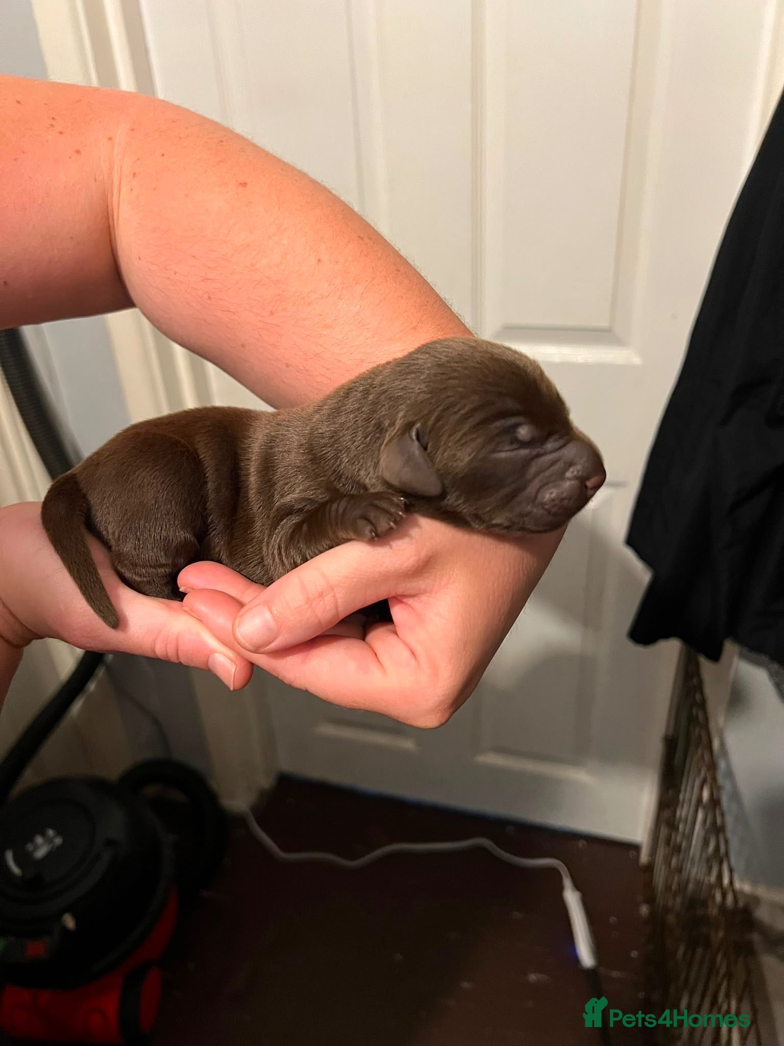 Labrador Retriever dogs 🔥 ❤️ Beautiful Labrador puppies 🔥❤️ - Advert 4