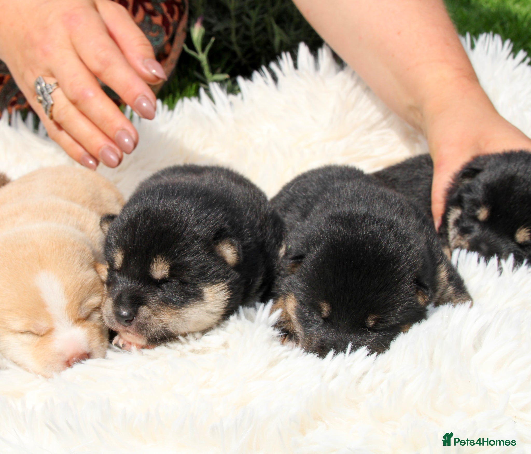 Japanese Shiba Inu dogs Elite Japanese Shiba Inu puppies, pure excellence - Advert 5