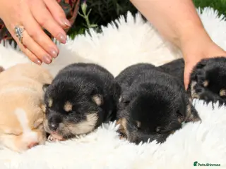 Japanese Shiba Inu dogs Elite Japanese Shiba Inu puppies, pure excellence - Advert 5