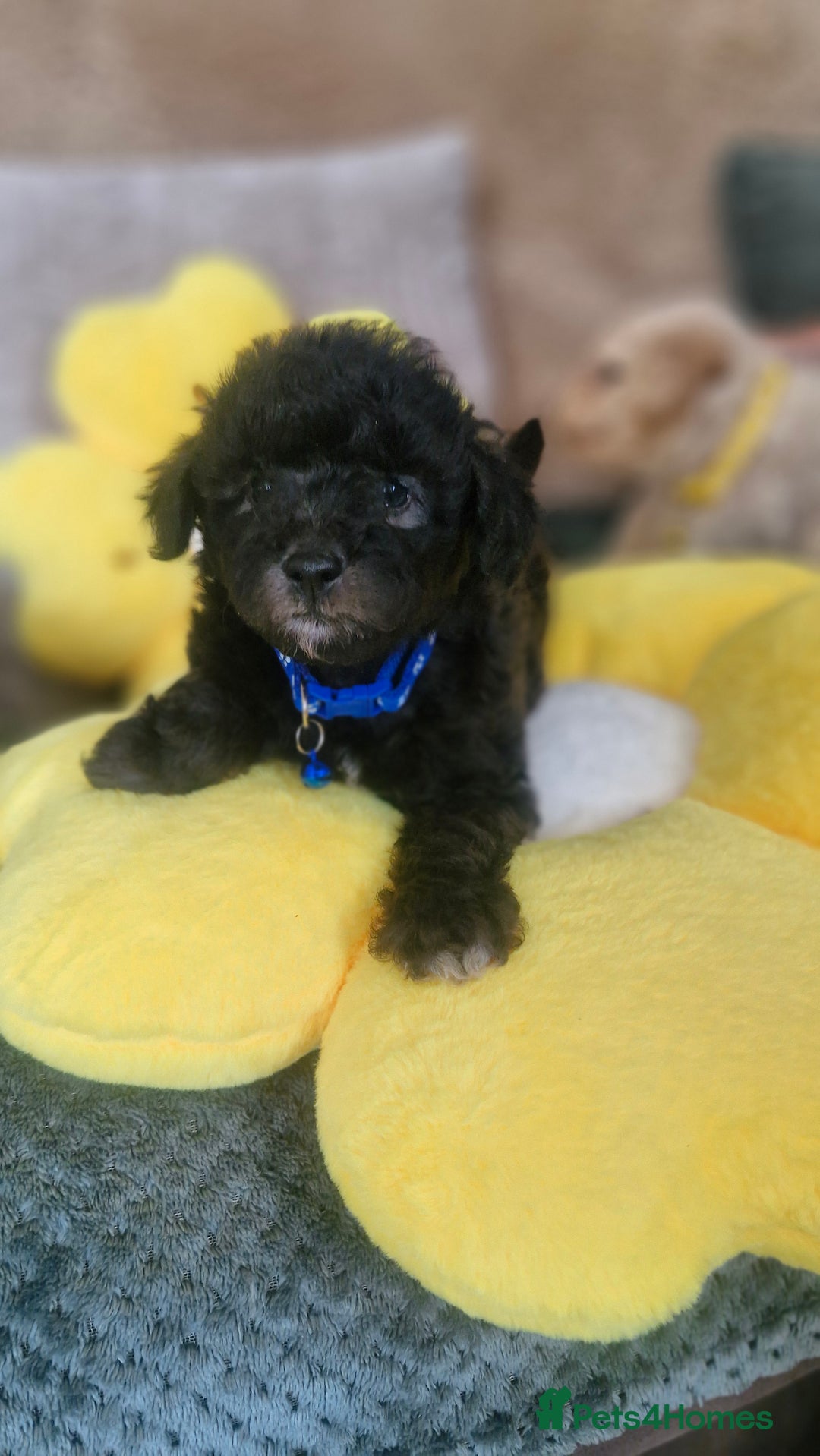 Mixed Breed dogs for sale: Maltipoo puppies  - Image 13