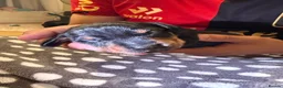 Dachshund dogs for sale: Dachshund Puppies - Ready to reserve - Advert 24