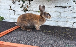Rex rabbits for sale: Neutered Mini Rex Boy - Image 2