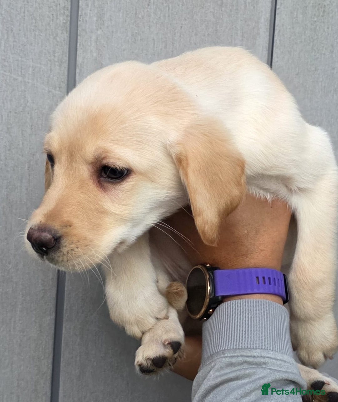 Labrador Retriever dogs for sale: Labrador Puppies Ready for Their Forever Homes🐶💛 - Image 17