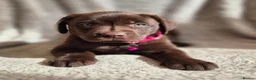 Labrador Retriever dogs for sale: Quality Chunky KC reg pups - Health Tested Parents - Advert 6