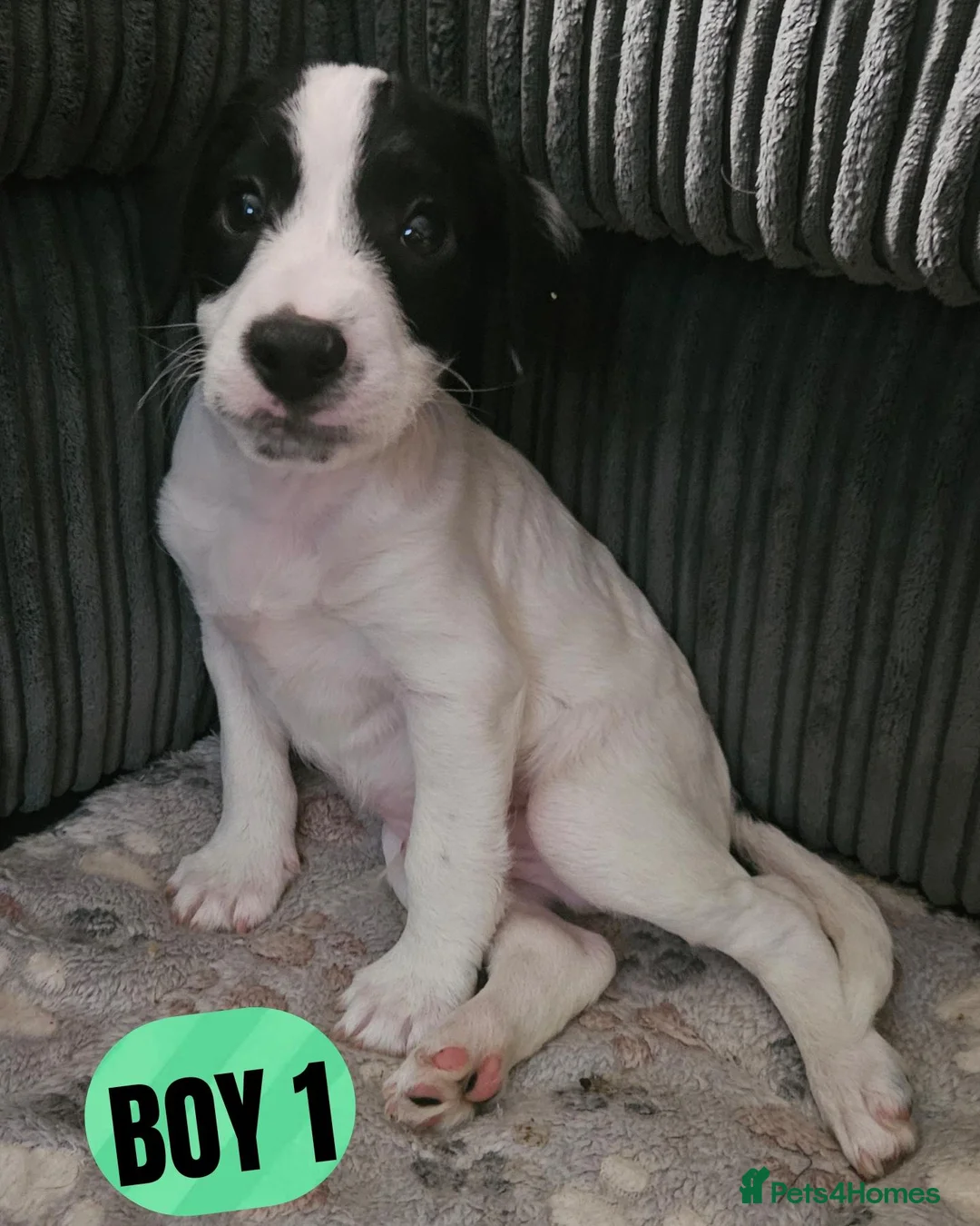 Mixed Breed dogs for sale: Adorable jackapoo jack russel x cockapoo puppies. in Oxford - Advert 2