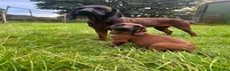 Bavarian Mountain Hound dogs for sale: Bavarian mountain hound pups - Advert 28