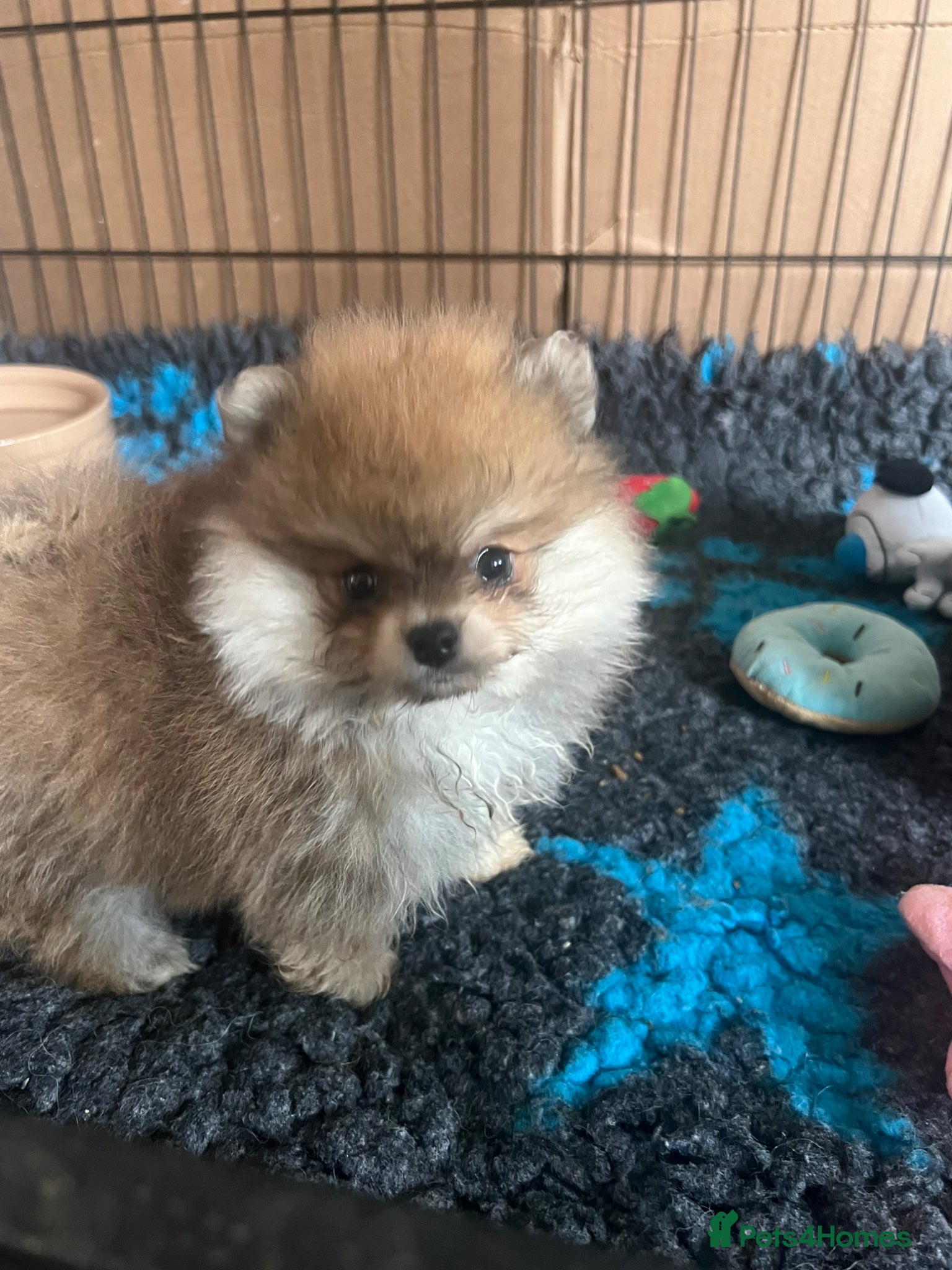 Pomeranian dogs for sale: Pomeranian Puppies Black & Tan Chocolate Sable - Advert 15