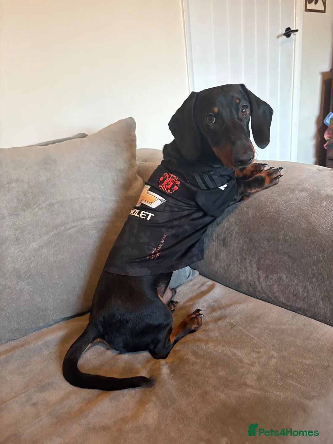 Dachshund dogs for sale: 18 month old Dacshund for rehoming in Houghton le Spring - Advert 6
