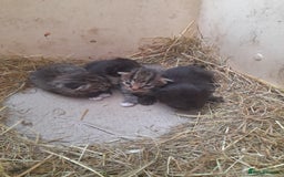 Aegean cats for sale: Agean x Kittens for sale - Image 9