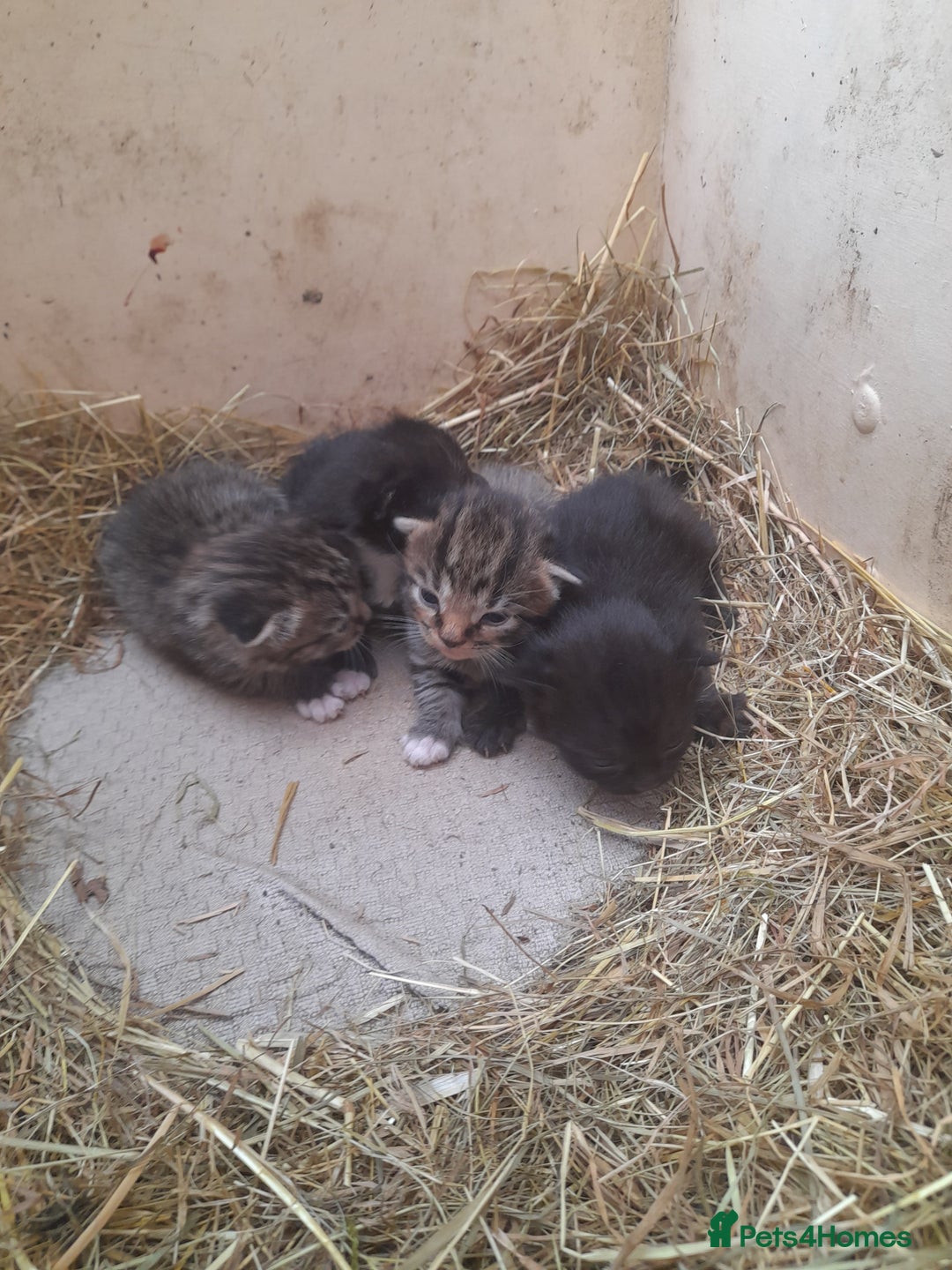 Aegean cats for sale: Agean x Kittens for sale - Image 9