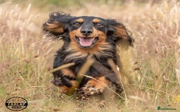 Miniature Dachshund dogs for sale: Handsome quality long haired male available  - Image 24