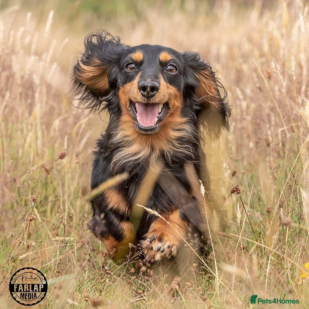 Miniature Dachshund dogs for sale: Handsome quality long haired male available  - Image 24