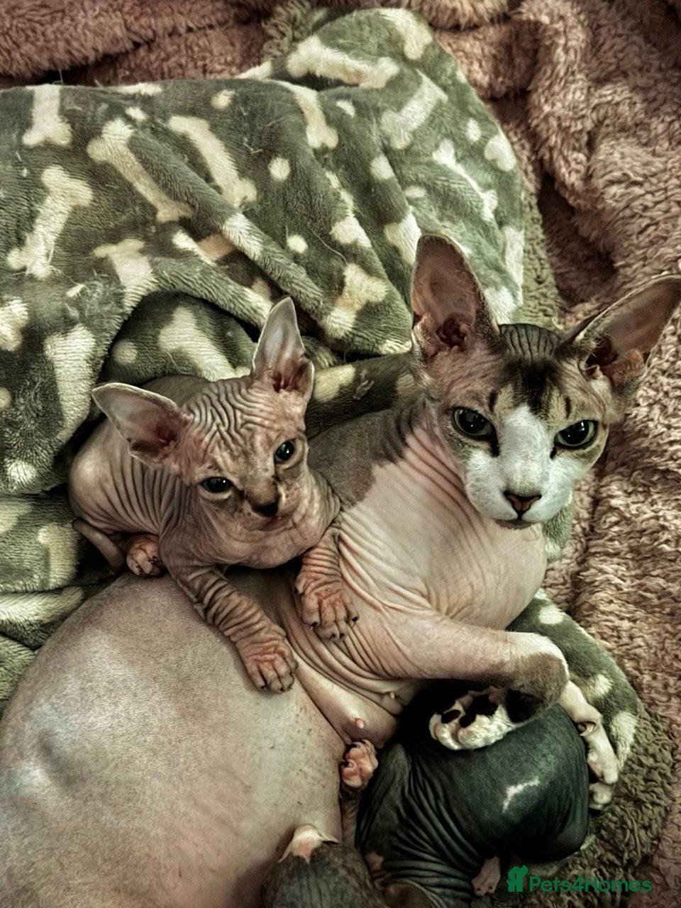 Sphynx cats Stunning Pedigree Sphynx Kittens - Advert 6