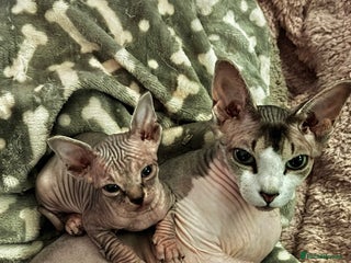 Sphynx cats Stunning Pedigree Sphynx Kittens - Advert 1