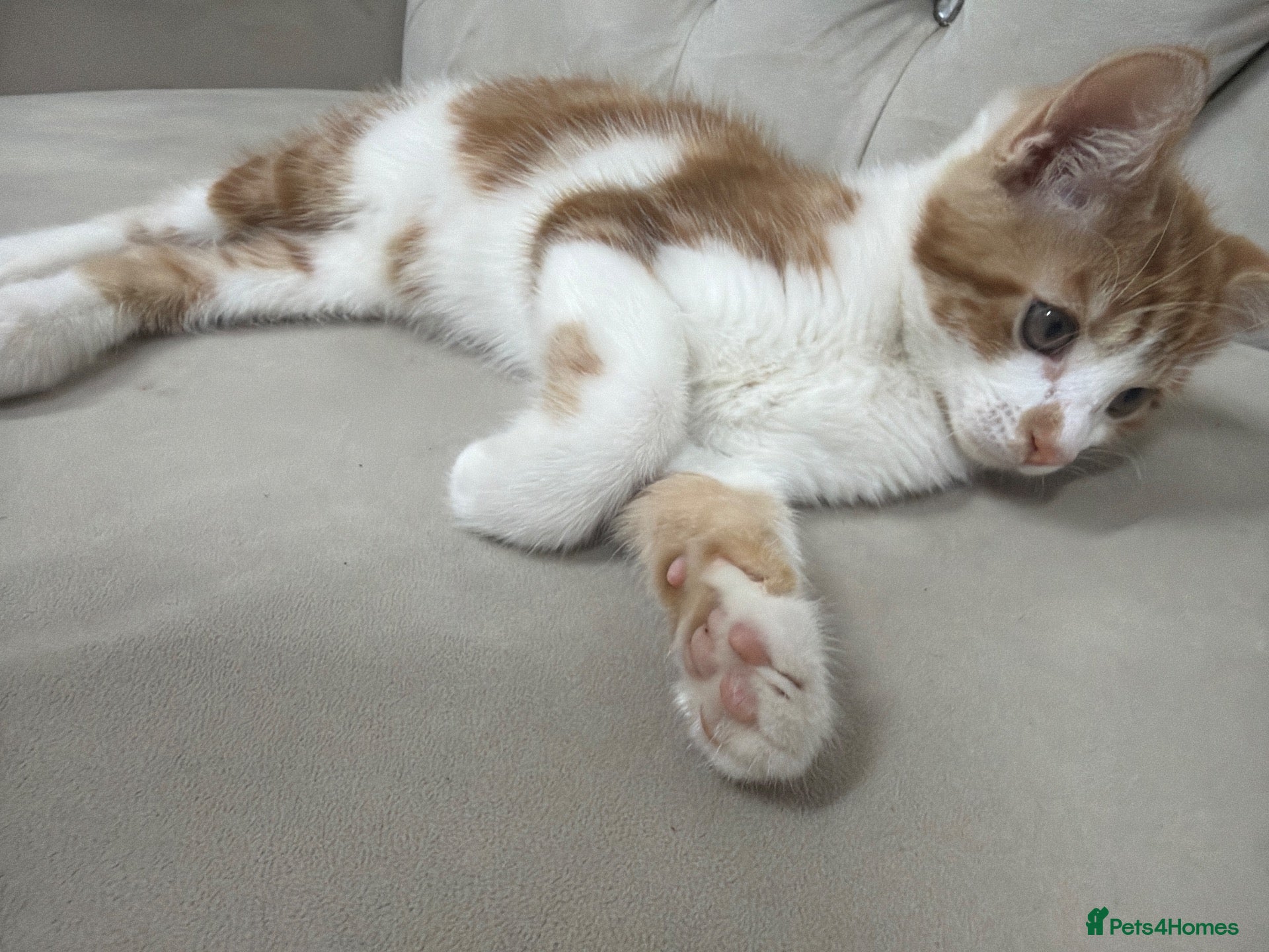 Mixed Breed cats Kitten  - Advert 1