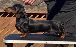 Miniature Dachshund dogs for sale: Ready for forever sofas! 3 Stunning KC reg puppies - Image 16
