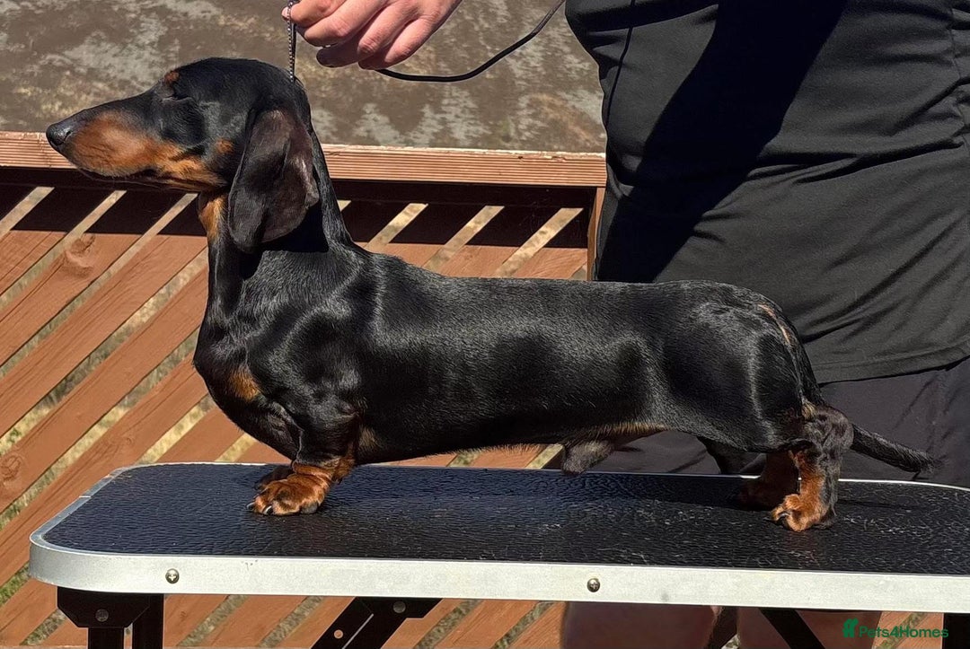 Miniature Dachshund dogs for sale: Ready for forever sofas! 3 Stunning KC reg puppies - Image 16
