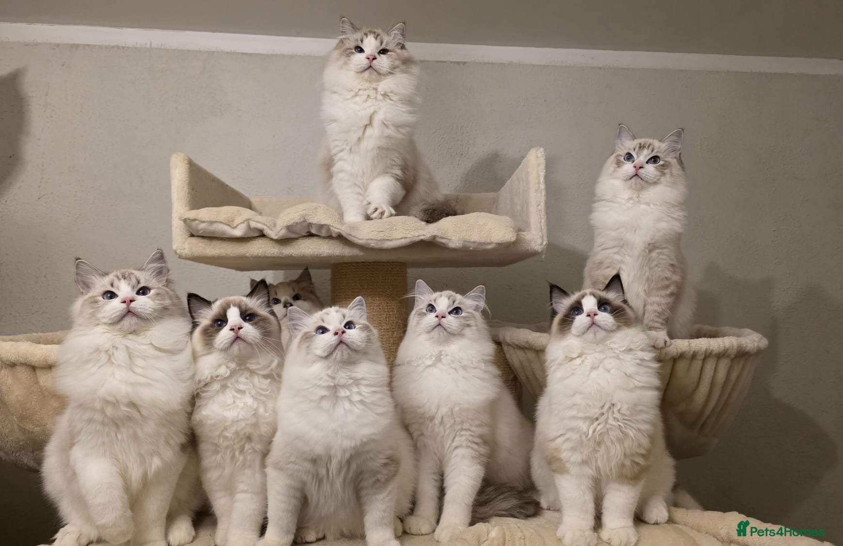 Ragdoll cats Exceptional Tica Registered Ragdoll Kittens - Advert 8