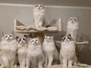 Ragdoll cats Exceptional Tica Registered Ragdoll Kittens - Advert 10