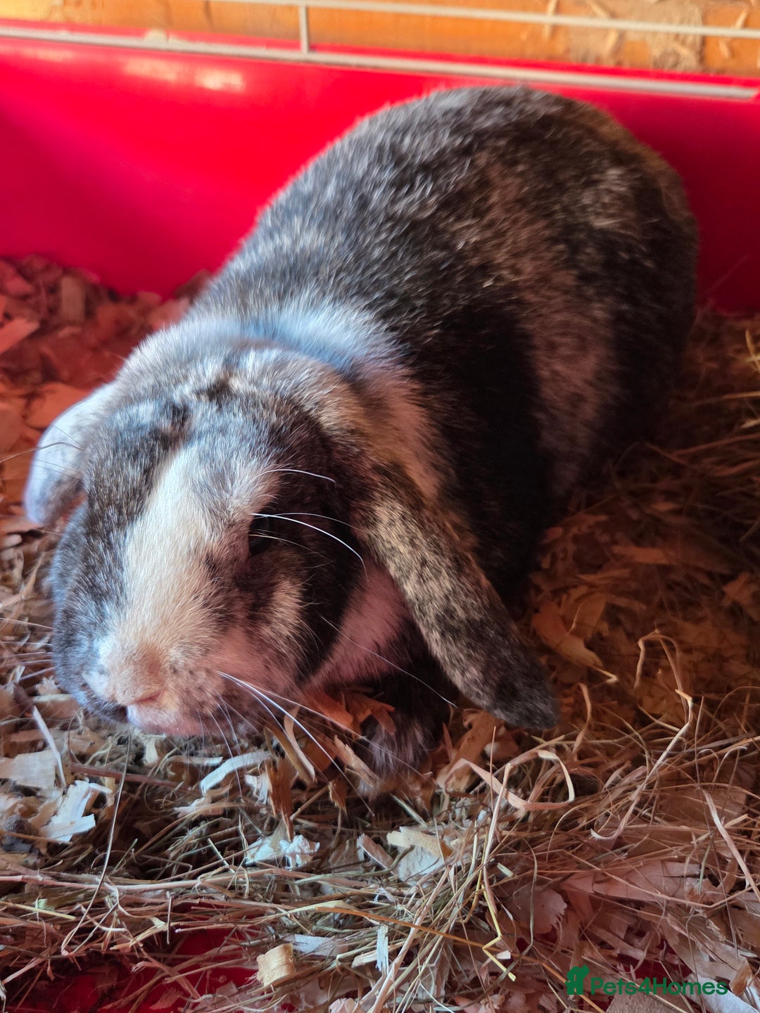 Mini Lop rabbits for sale: ♥️friendly mini lops FROM £30 ♥️ - Advert 11