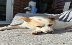 Mixed Breed dogs for adoption: Lovely Lola is Ready for Her Forever Home! 💖 - Image 8