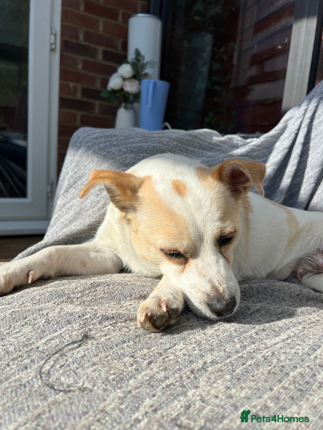 Mixed Breed dogs for adoption: Lovely Lola is Ready for Her Forever Home! 💖 - Image 8