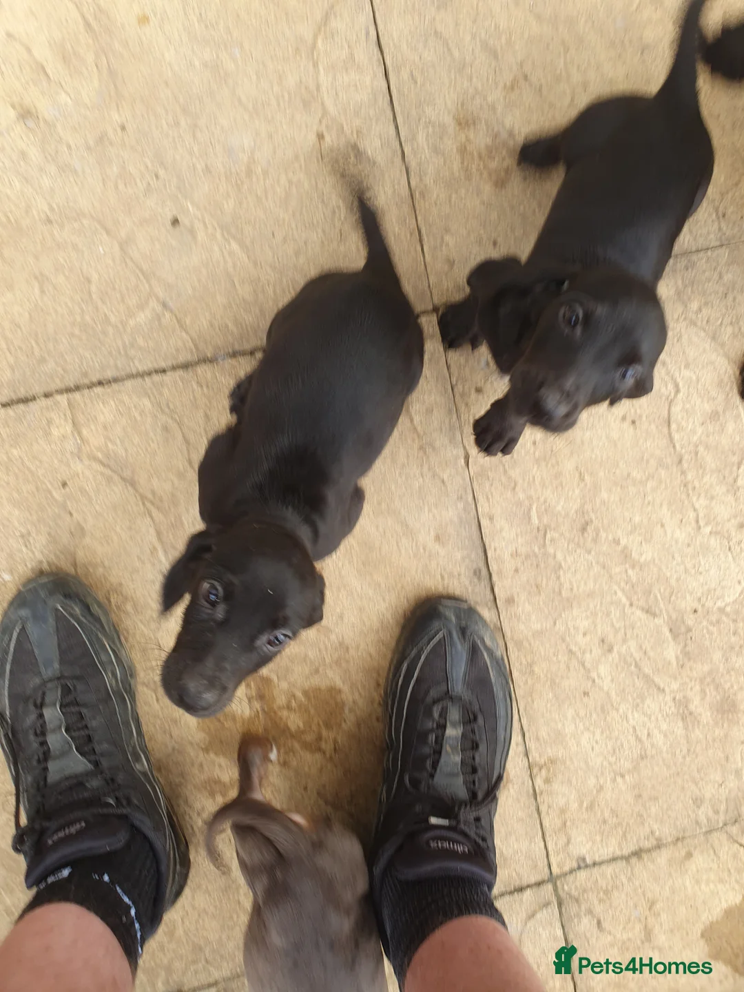 Mixed Breed dogs for sale: Puppies for sale - Advert 5