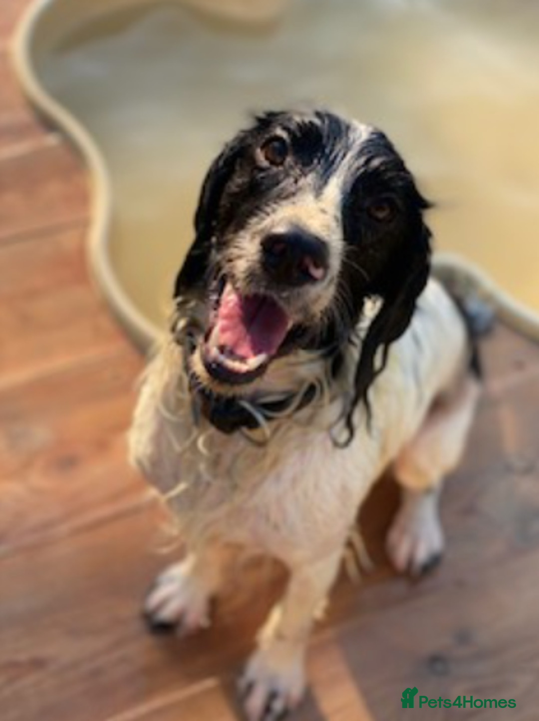 English Springer Spaniel dogs for adoption: Lazar - Very special spaniel seeks special home - Image 2